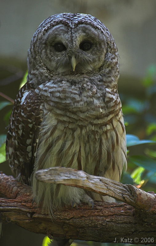 HOO HOO Are You 